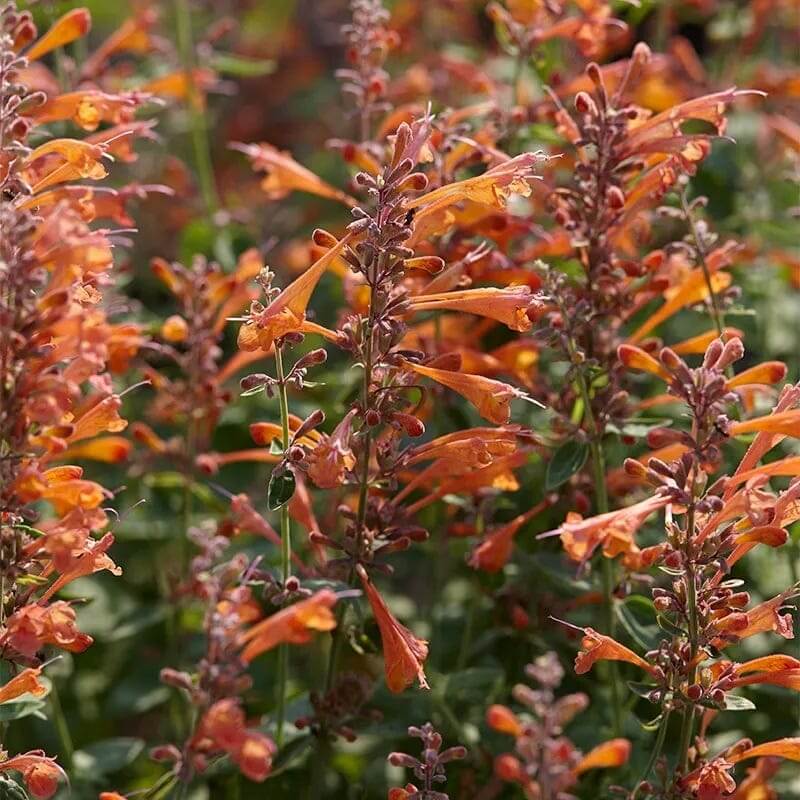 Hummingbird Mint Agastache Seeds