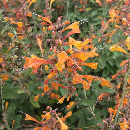 Hummingbird Mint Agastache Seeds