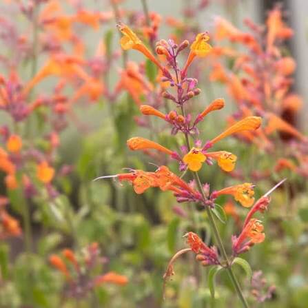 Hummingbird Mint Agastache Seeds