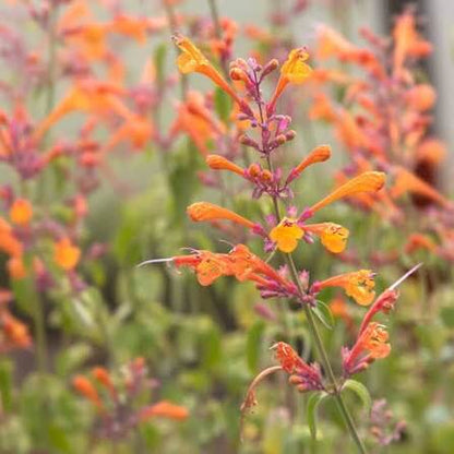 Hummingbird Mint Agastache Seeds