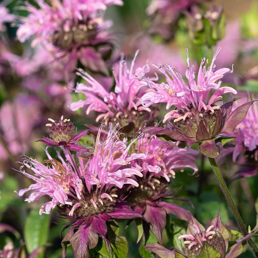 Hummingbird Mint Seeds - Herbal Plant