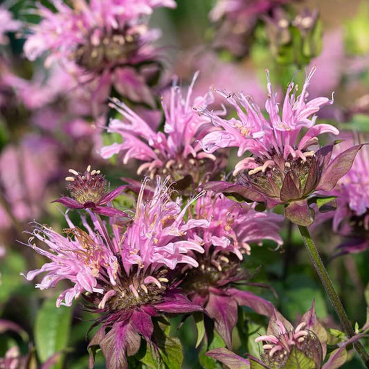 Hummingbird Mint Seeds - Herbal Plant