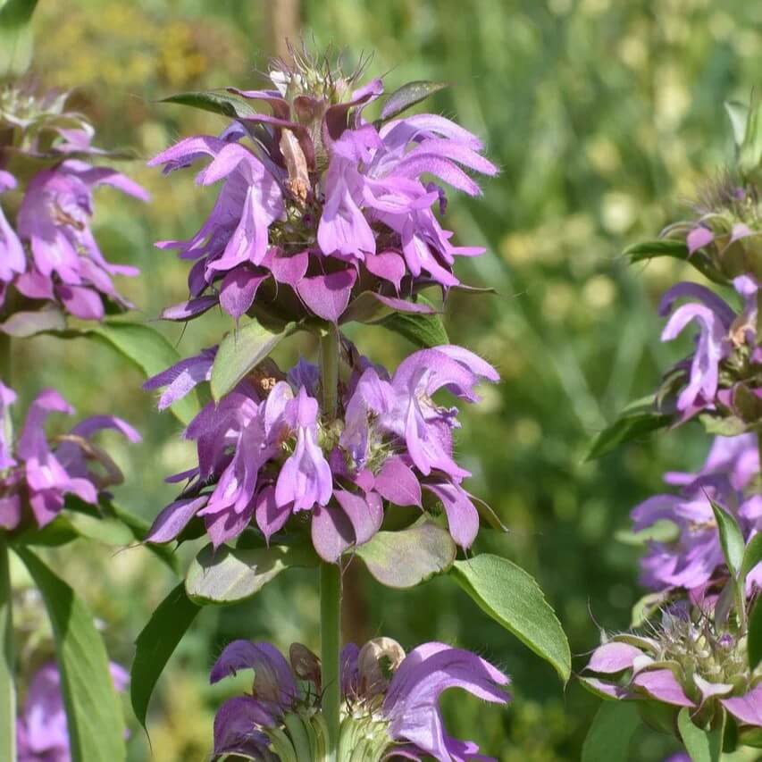 Hummingbird Mint Seeds - Herbal Plant