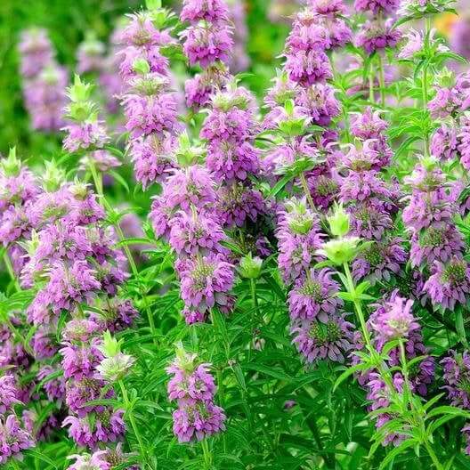 Hummingbird Mint Seeds - Herbal Plant