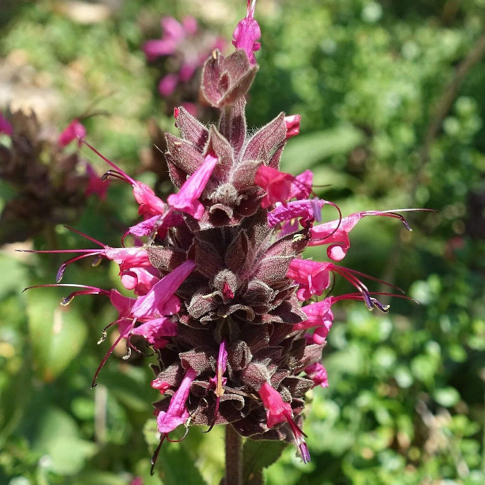Hummingbird Sage Salvia Spathacea Seeds