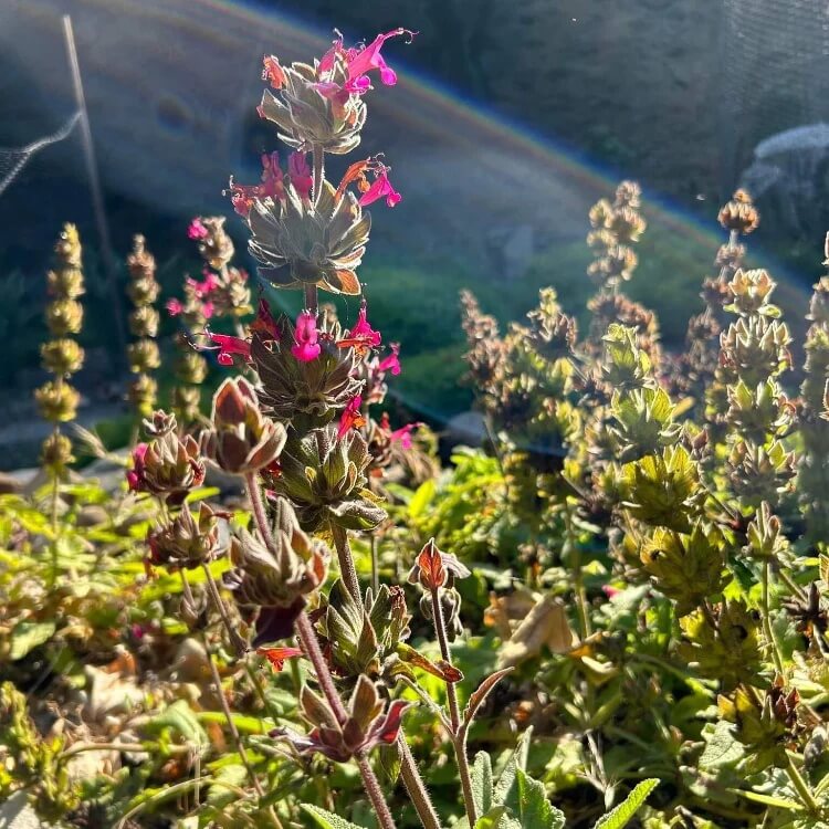 Hummingbird Sage Seeds