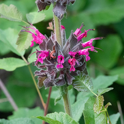 Hummingbird Sage Seeds