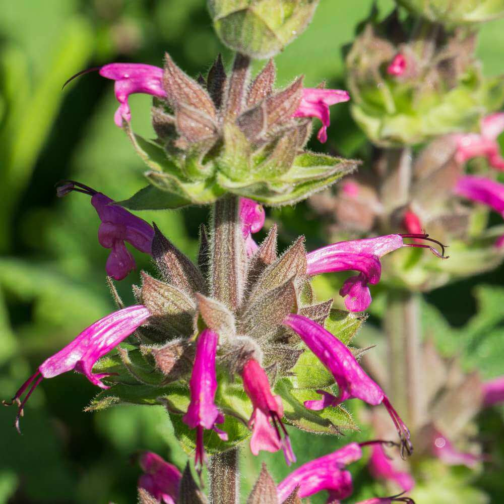 Hummingbird Sage Seeds