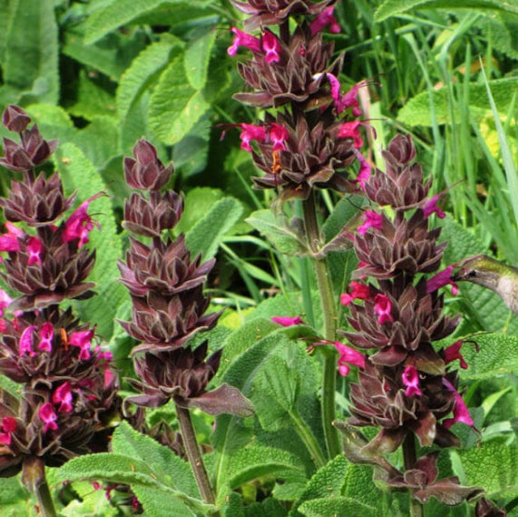Hummingbird Sage Seeds - Herbal Plant
