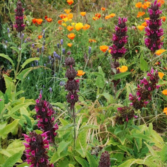 Hummingbird Sage Seeds - Herbal Plant