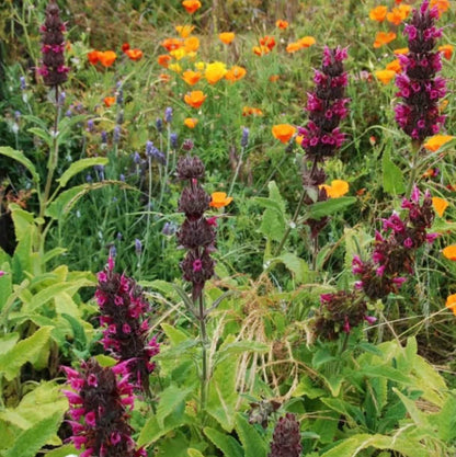 Hummingbird Sage Seeds - Herbal Plant