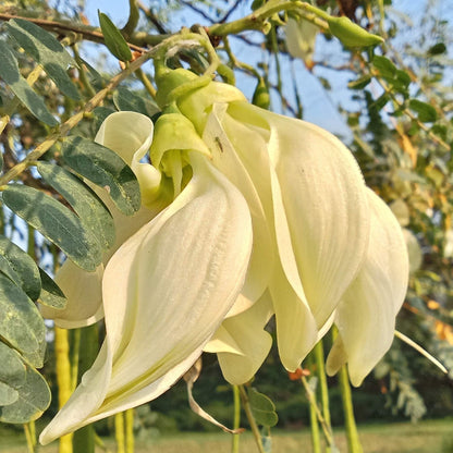 Hummingbird Tree Seeds