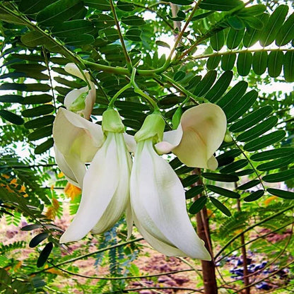 Hummingbird Tree Seeds