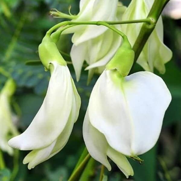 Hummingbird Tree Seeds