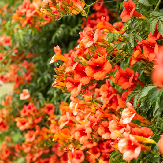 Hummingbird Trumpet Vine Seeds