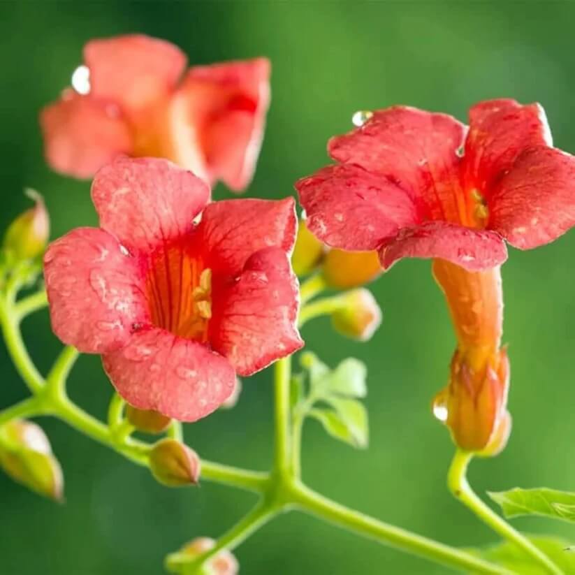 Hummingbird Trumpet Vine Seeds