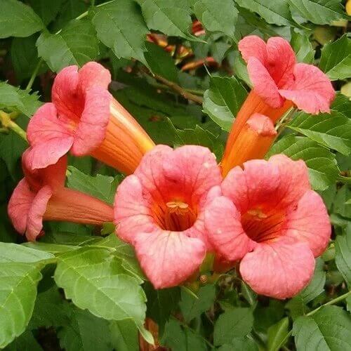 Hummingbird Trumpet Vine Seeds