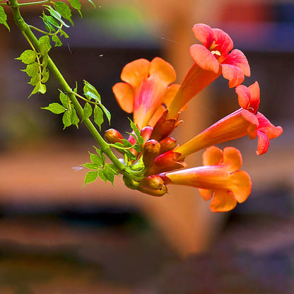 Hummingbird Vine Seeds - Flower Plant