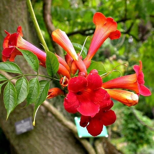 Hummingbird Vine Seeds - Flower Plant