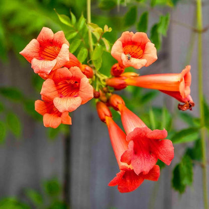 Hummingbird Vine Seeds - Flower Plant