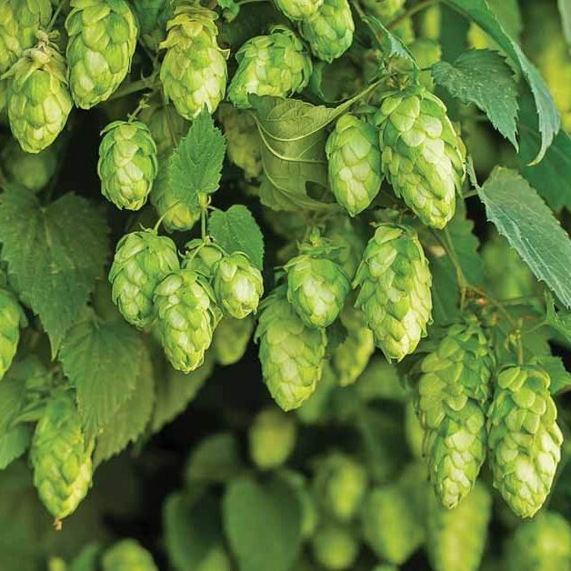 Humulus Lupulus Seeds - Heirloom Herbal Plant for Home Gardens