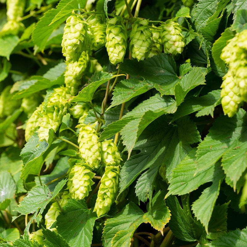 Humulus Lupulus Seeds - Heirloom Herbal Plant for Home Gardens