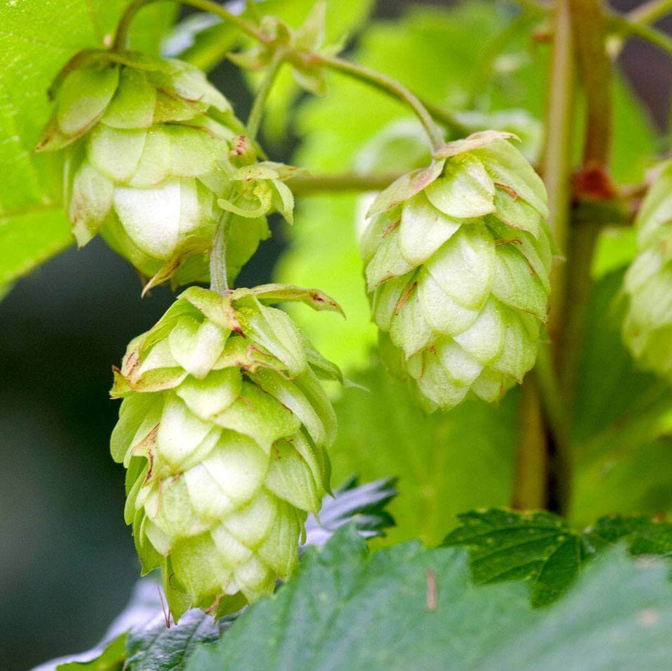 Humulus Lupulus Seeds - Heirloom Herbal Plant for Home Gardens