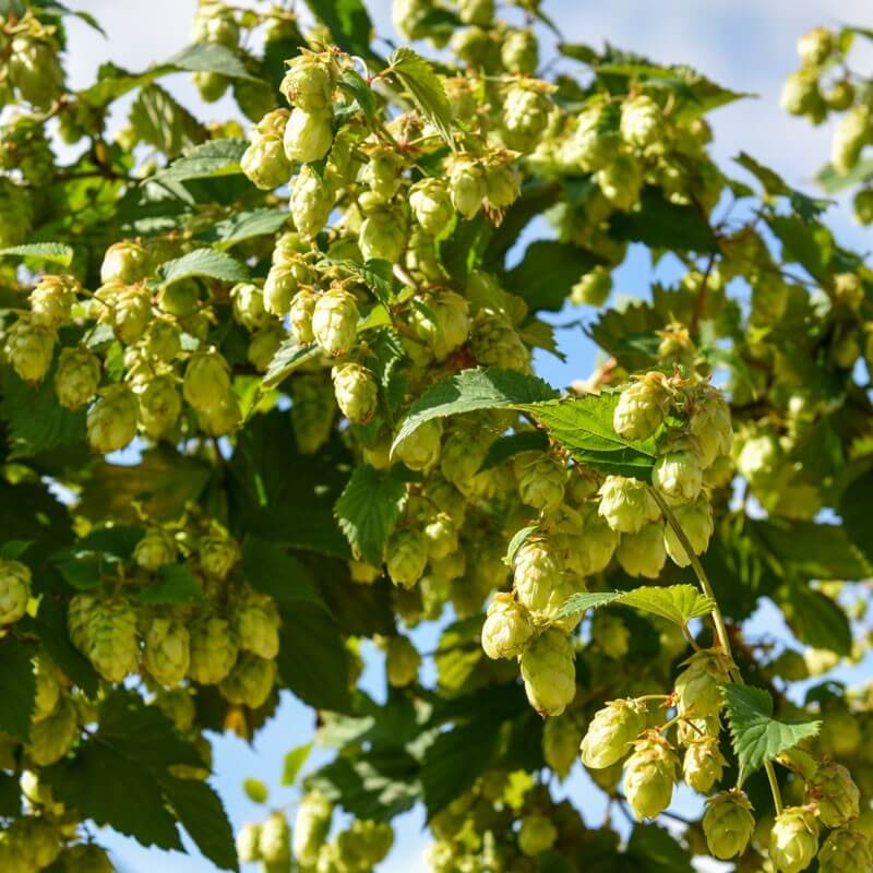 Humulus Lupulus Seeds - Heirloom Herbal Plant for Home Gardens