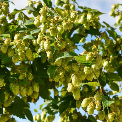 Humulus Lupulus Seeds - Heirloom Herbal Plant for Home Gardens