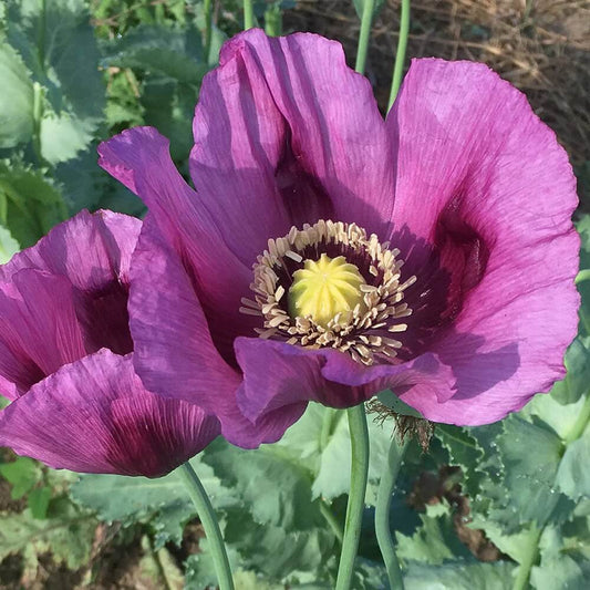 Hungarian Blue Poppy Seeds