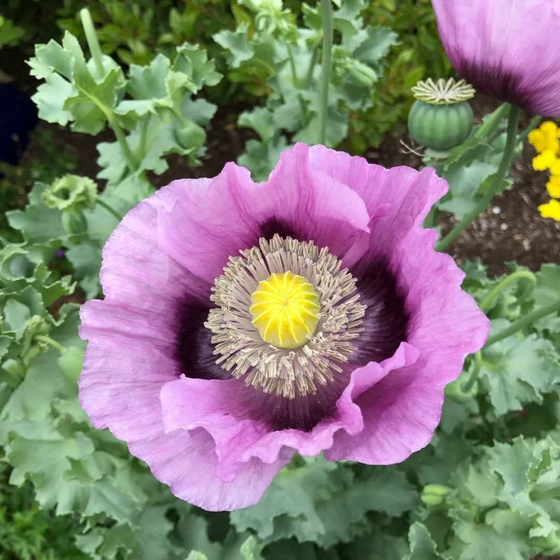 Hungarian Blue Poppy Seeds