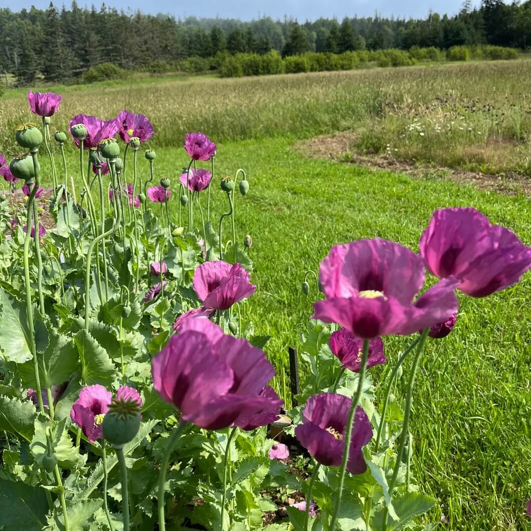Hungarian Blue Poppy Seeds