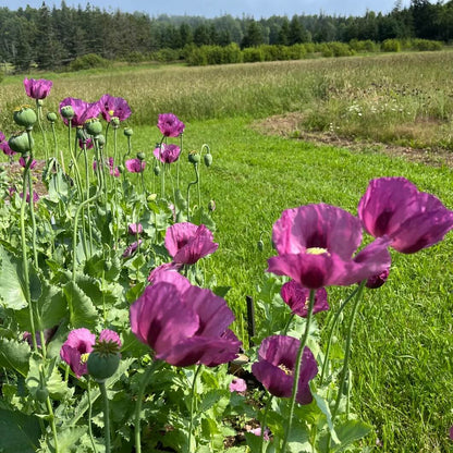 Hungarian Blue Poppy Seeds