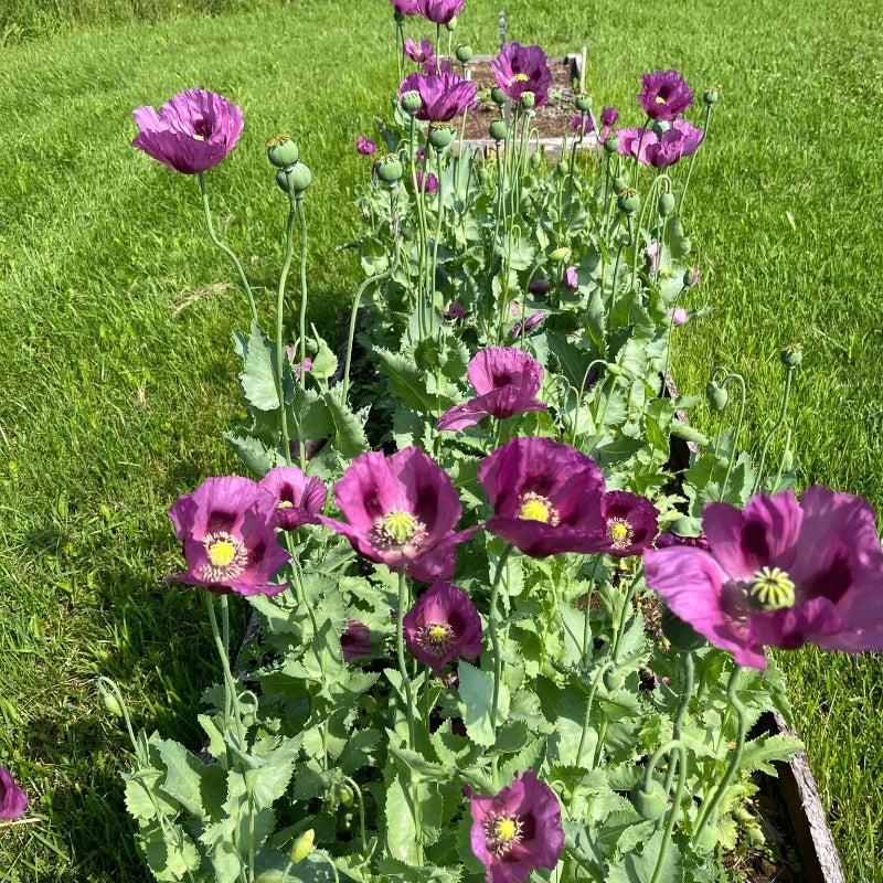 Hungarian Blue Poppy Seeds