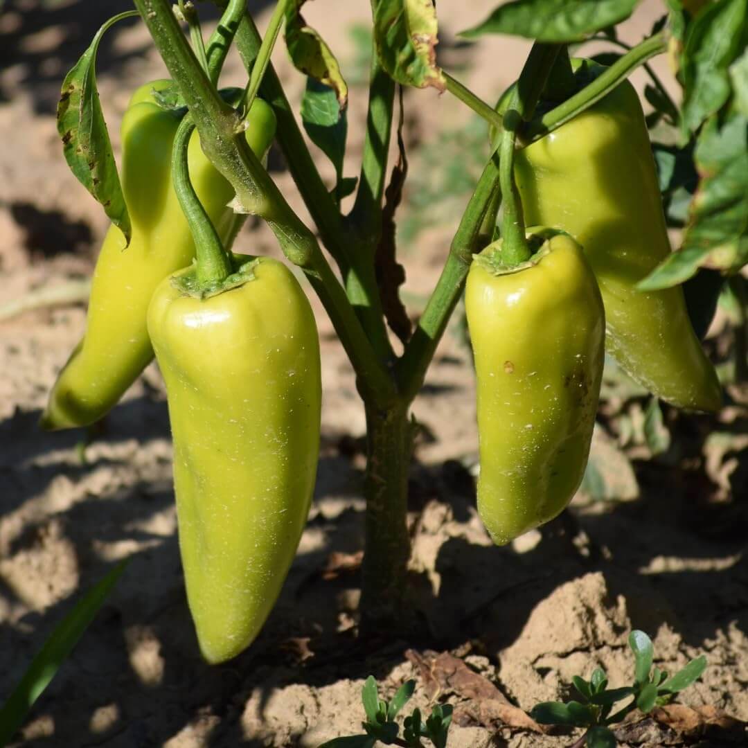 Hungarian Wax Pepper Seeds - Vegetable Plant