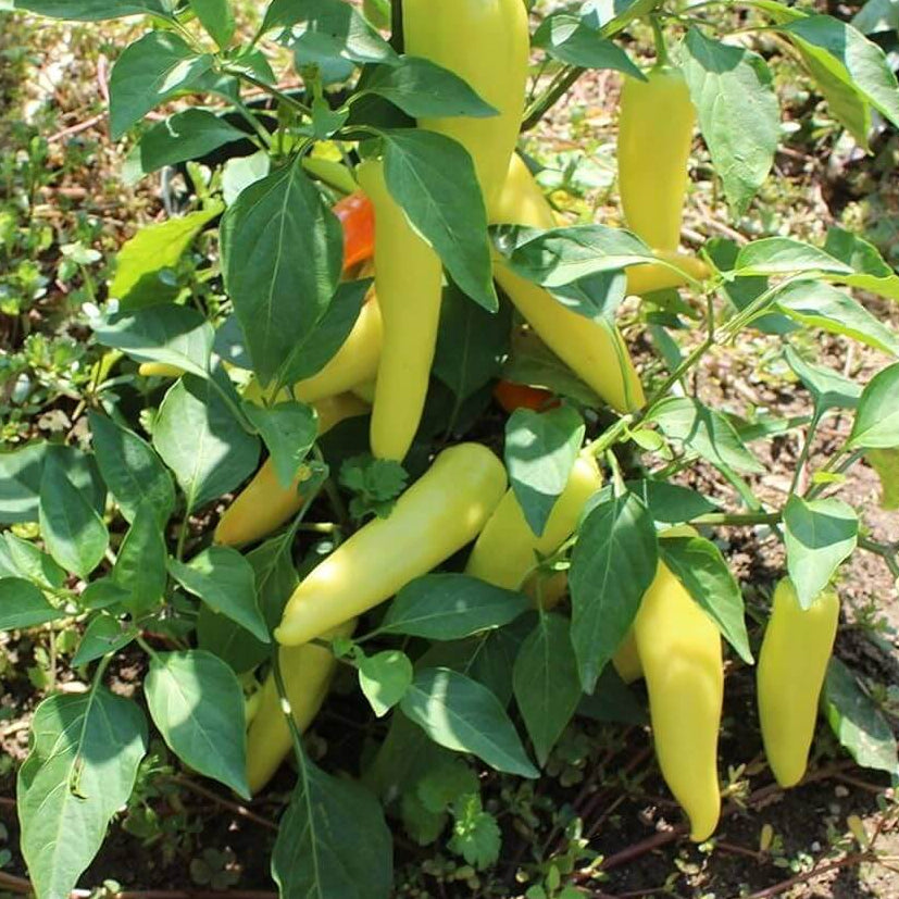 Hungarian Wax Pepper Seeds - Vegetable Plant