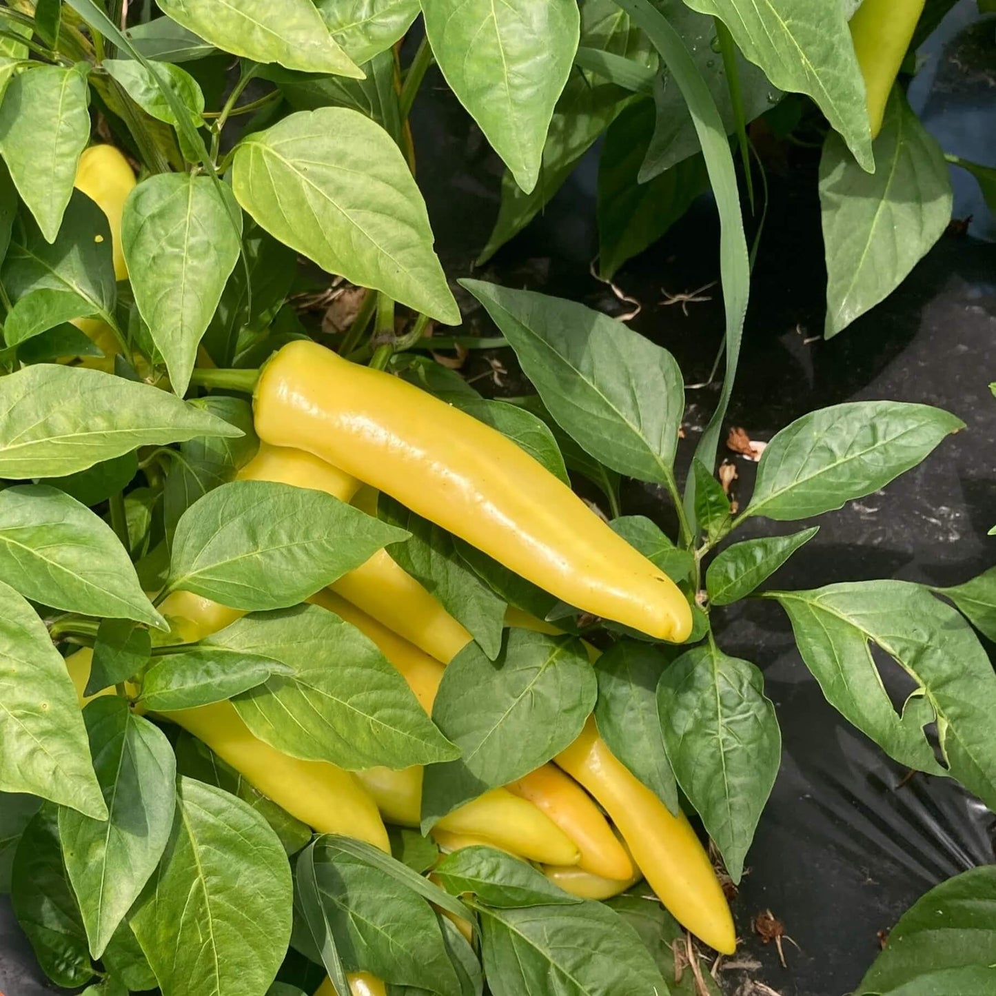 Hungarian Wax Pepper Seeds - Vegetable Plant