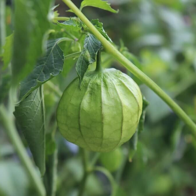 Husk Tomatillo Seeds 
