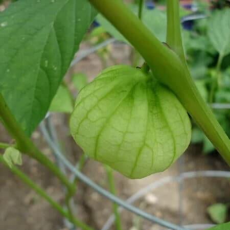 Husk Tomatillo Seeds 