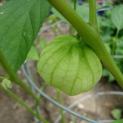 Husk Tomatillo Seeds 