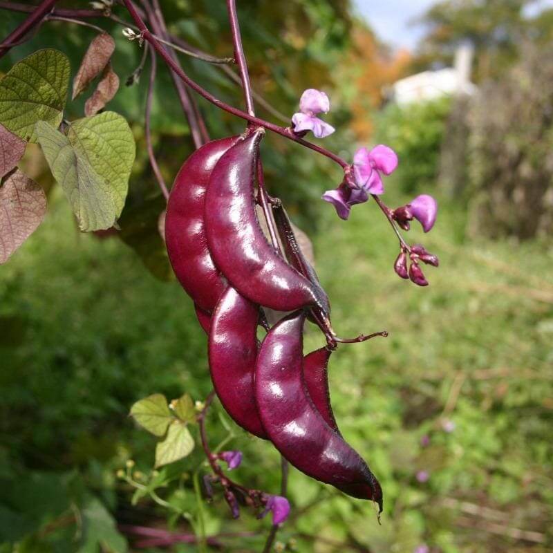Hyacinth Bean Seeds - Heirloom Vegetable Plant for Home Gardens