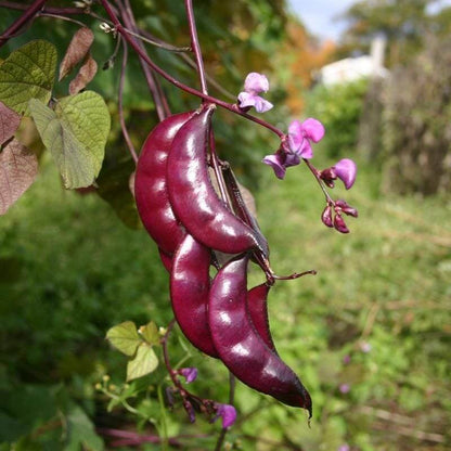 Hyacinth Bean Seeds - Heirloom Vegetable Plant for Home Gardens