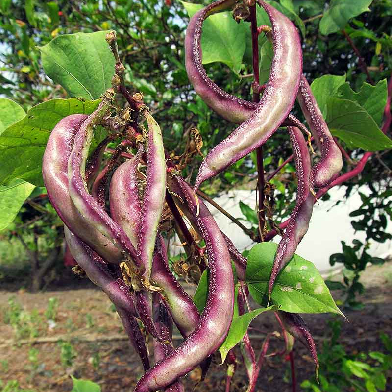 Hyacinth Bean Seeds - Heirloom Vegetable Plant for Home Gardens