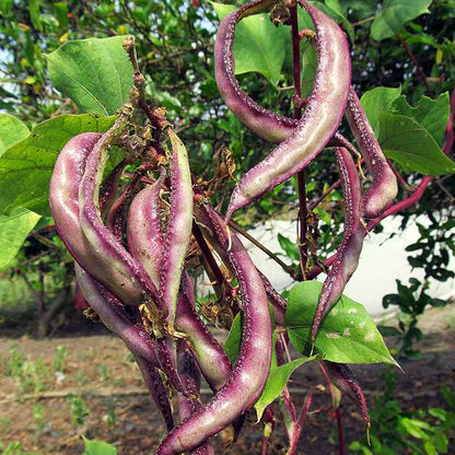 Hyacinth Bean Seeds - Heirloom Vegetable Plant for Home Gardens