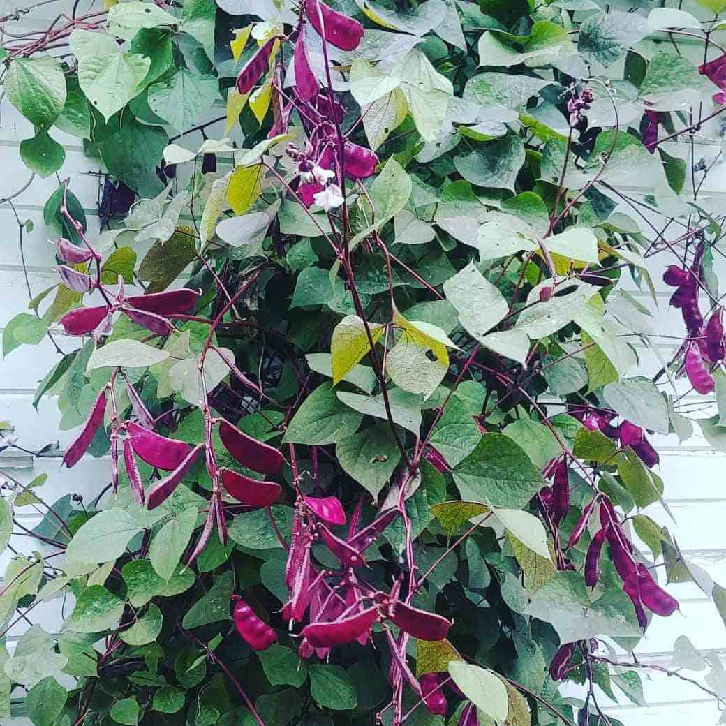 Hyacinth Bean Seeds - Heirloom Vegetable Plant for Home Gardens