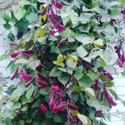 Hyacinth Bean Seeds - Heirloom Vegetable Plant for Home Gardens