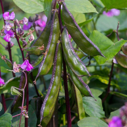 Hyacinth Bean Seeds - Heirloom Vegetable Plant for Home Gardens