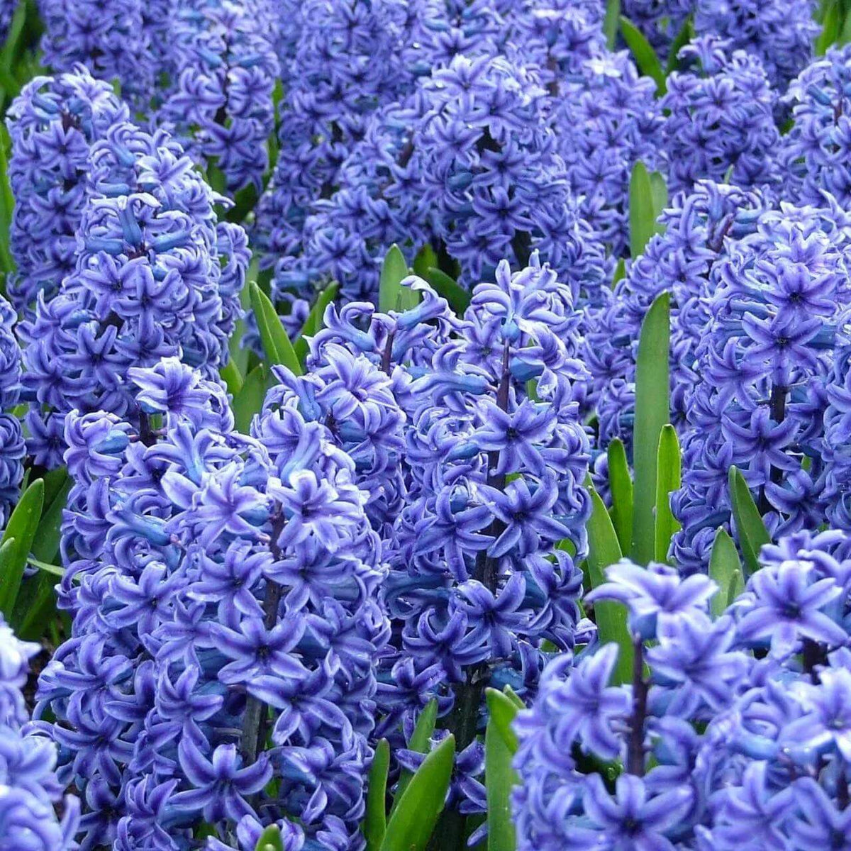 Hyacinth Seeds - Heirloom Flower Plant for Home Gardens