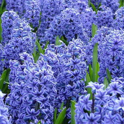 Hyacinth Seeds - Heirloom Flower Plant for Home Gardens