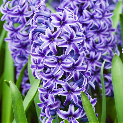 Hyacinth Seeds - Heirloom Flower Plant for Home Gardens